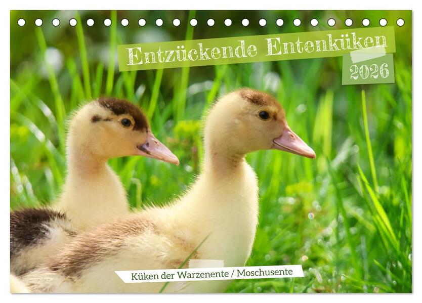 Entzückende Entenküken (Tischkalender 2026 DIN A5 quer) CALVENDO Monatskalender