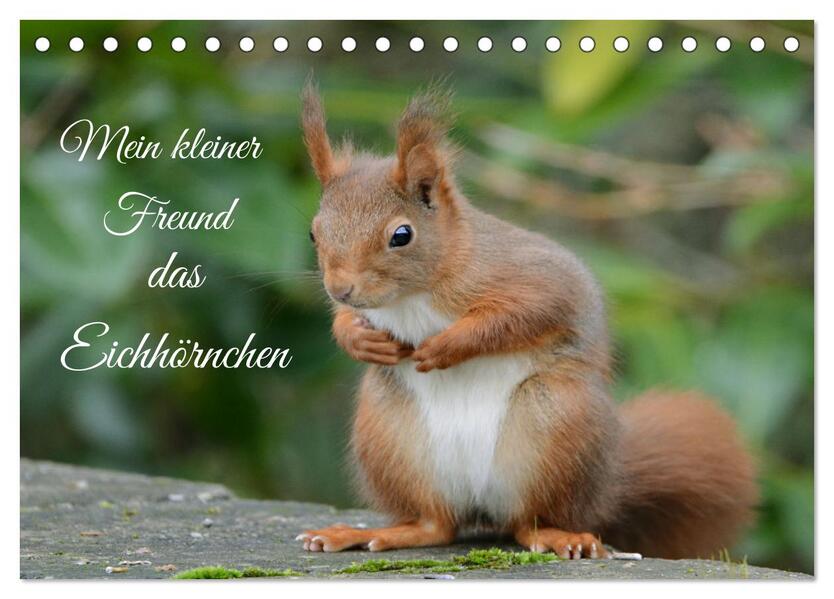 Mein kleiner Freund das Eichhörnchen (Tischkalender 2026 DIN A5 quer) CALVENDO Monatskalender