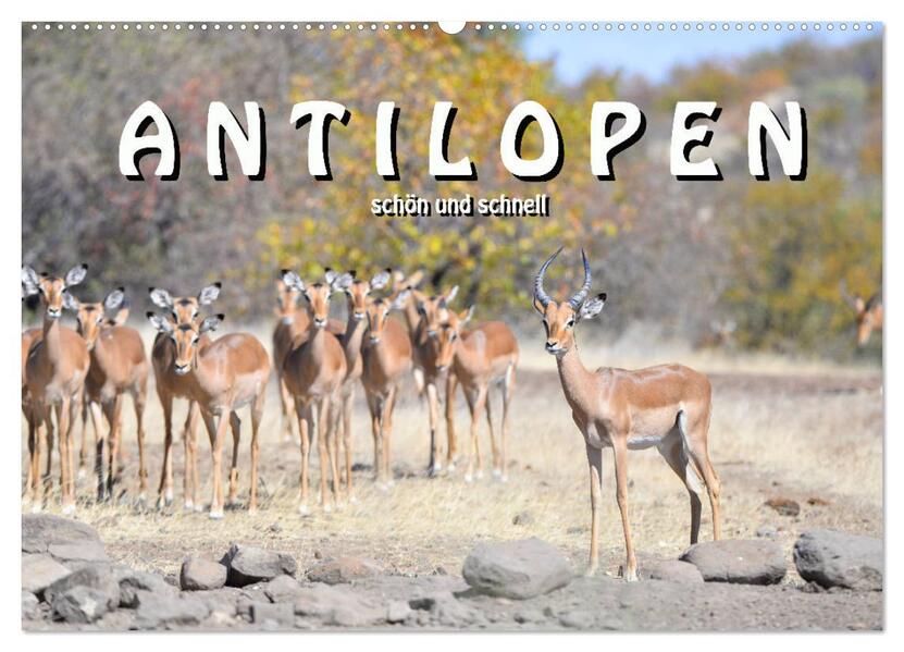 Antilopen schön und schnell (Wandkalender 2026 DIN A2 quer) CALVENDO Monatskalender