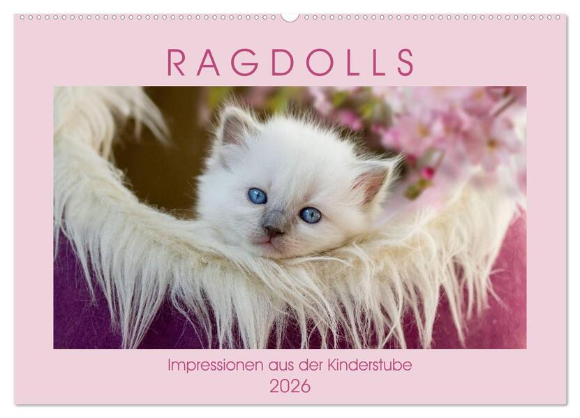 RAGDOLLS Impressionen aus der Kinderstube (Wandkalender 2026 DIN A2 quer) CALVENDO Monatskalender