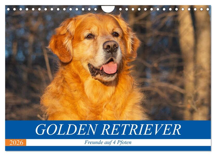Golden Retriever - Freunde auf 4 Pfoten (Wandkalender 2026 DIN A4 quer) CALVENDO Monatskalender