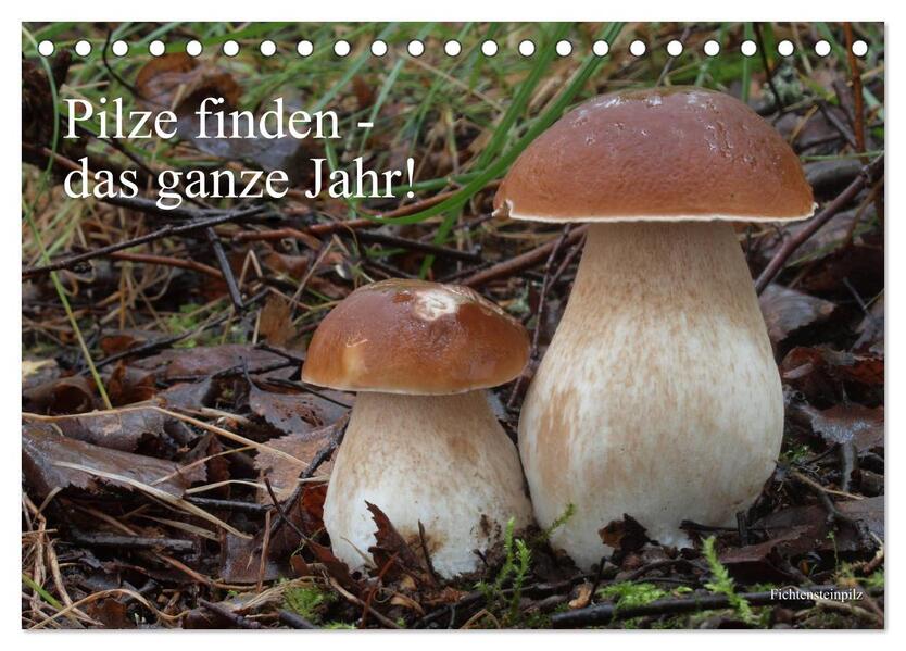 Pilze finden - das ganze Jahr! (Tischkalender 2026 DIN A5 quer) CALVENDO Monatskalender
