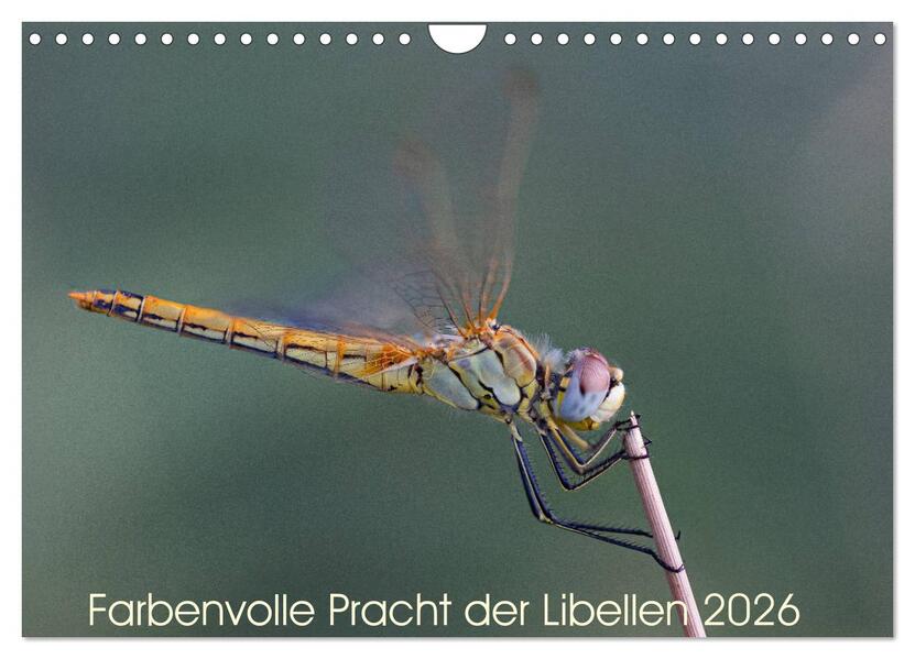 Farbenvolle Pracht der Libellen (Wandkalender 2026 DIN A4 quer) CALVENDO Monatskalender