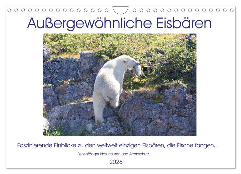 Das Leben der etwas 'anderen' Eisbären! (Wandkalender 2026 DIN A4 quer) CALVENDO Monatskalender