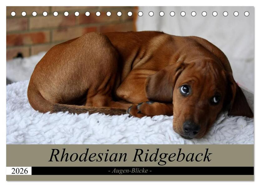 Rhodesian Ridgeback Augen-Blicke (Tischkalender 2026 DIN A5 quer) CALVENDO Monatskalender