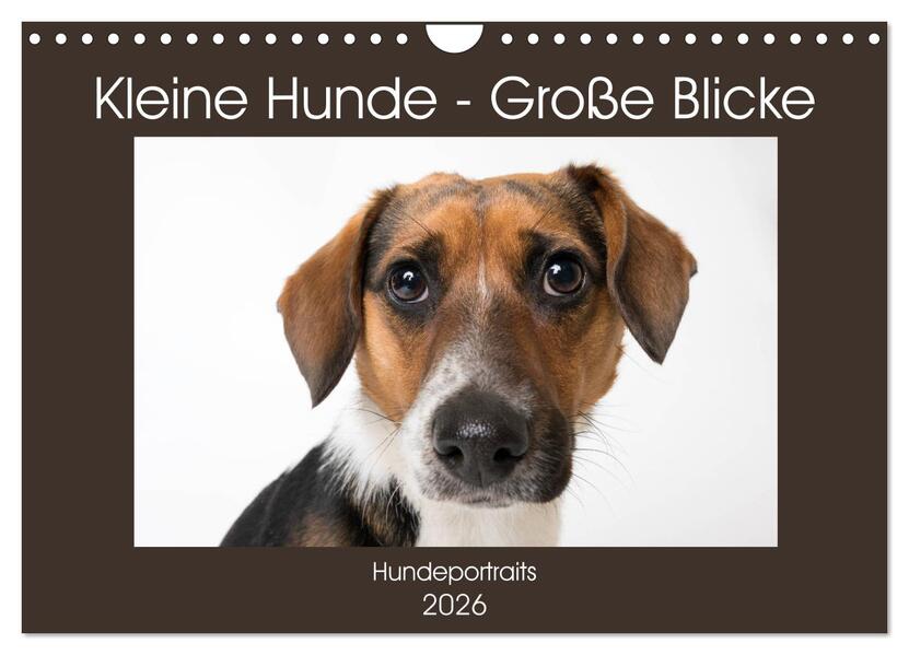Kleine Hunde - Große Blicke (Wandkalender 2026 DIN A4 quer) CALVENDO Monatskalender