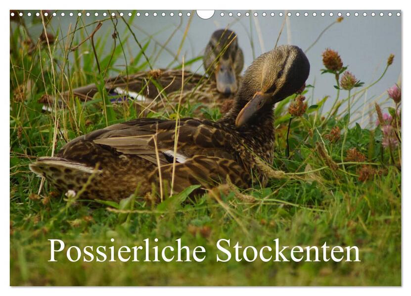 Possierliche Stockenten (Wandkalender 2026 DIN A3 quer) CALVENDO Monatskalender