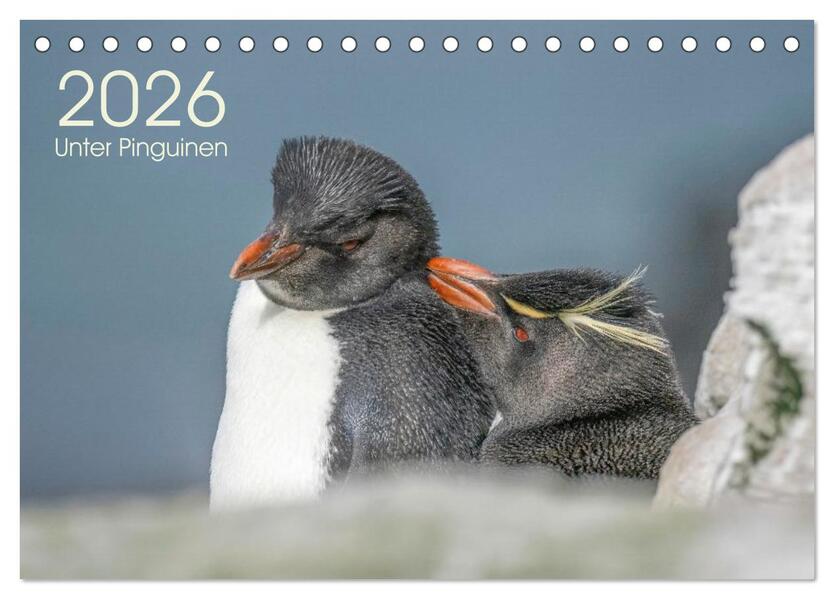 Unter Pinguinen (Tischkalender 2026 DIN A5 quer) CALVENDO Monatskalender