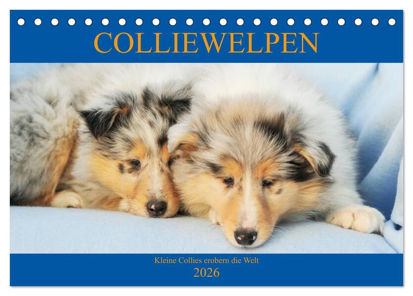 Colliewelpen - kleine Collies erobern die Welt (Tischkalender 2026 DIN A5 quer) CALVENDO Monatskalender