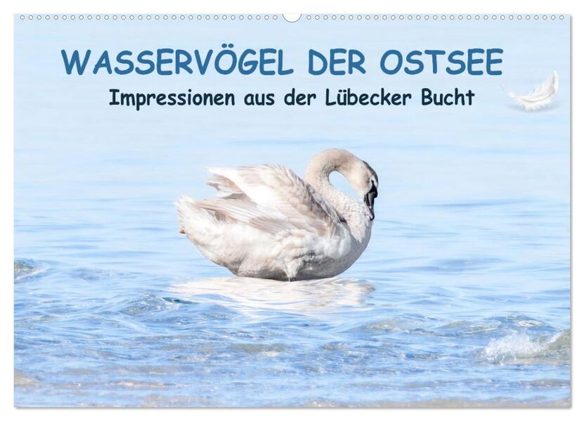 Wasservögel der Ostsee - Impressionen aus der Lübecker Bucht (Wandkalender 2026 DIN A2 quer) CALVENDO Monatskalender