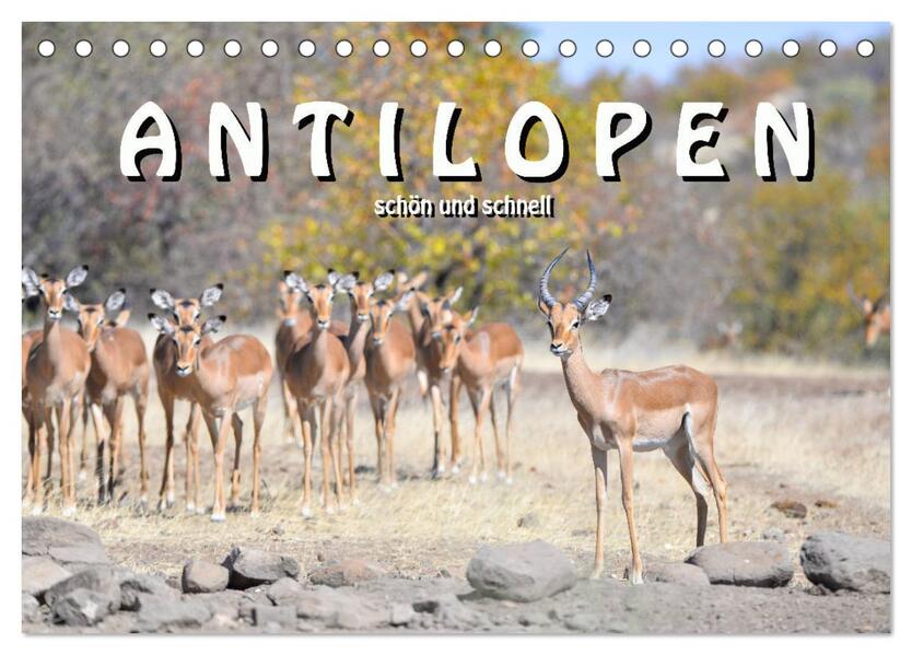 Antilopen schön und schnell (Tischkalender 2026 DIN A5 quer) CALVENDO Monatskalender