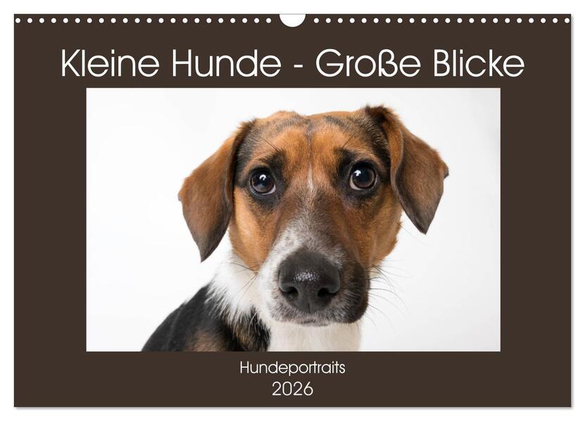 Kleine Hunde - Große Blicke (Wandkalender 2026 DIN A3 quer) CALVENDO Monatskalender