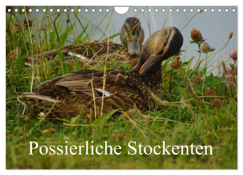 Possierliche Stockenten (Wandkalender 2026 DIN A4 quer) CALVENDO Monatskalender