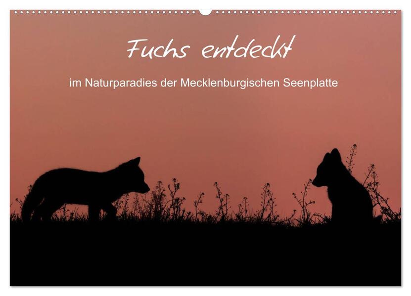 Fuchs entdeckt - im Naturparadies der Mecklenburgischen Seenplatte (Wandkalender 2026 DIN A2 quer) CALVENDO Monatskalender