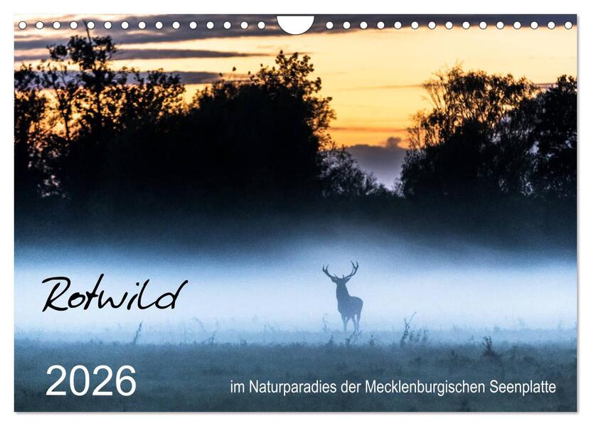 Rotwild - im Naturparadies der Mecklenburgischen Seenplatte (Wandkalender 2026 DIN A4 quer) CALVENDO Monatskalender