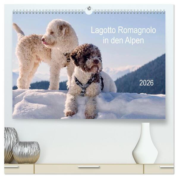 Lagotto Romagnolo in den Alpen 2026 (hochwertiger Premium Wandkalender 2026 DIN A2 quer) Kunstdruck in Hochglanz