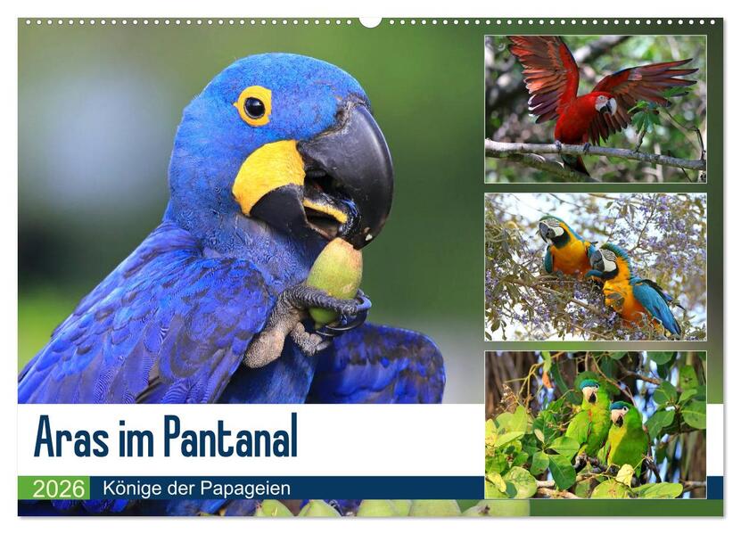 Aras im Pantanal (Wandkalender 2026 DIN A2 quer) CALVENDO Monatskalender
