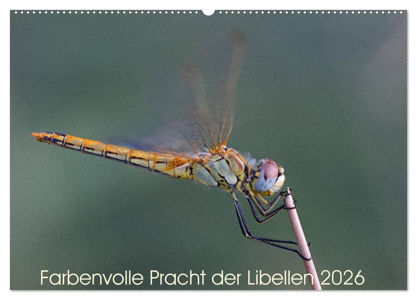 Farbenvolle Pracht der Libellen (Wandkalender 2026 DIN A2 quer) CALVENDO Monatskalender