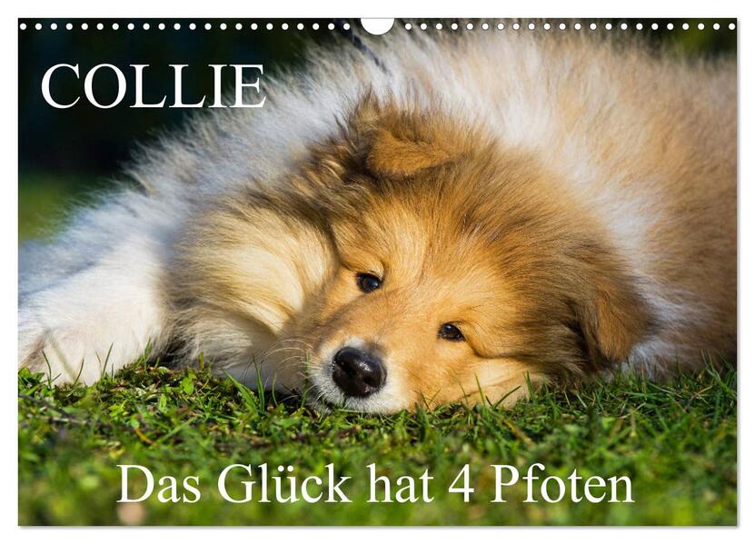 Collie - Das Glück hat 4 Pfoten (Wandkalender 2026 DIN A3 quer) CALVENDO Monatskalender