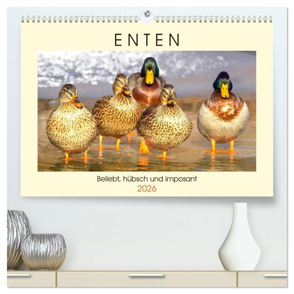 Enten. Beliebt hübsch und imposant (hochwertiger Premium Wandkalender 2026 DIN A2 quer) Kunstdruck in Hochglanz