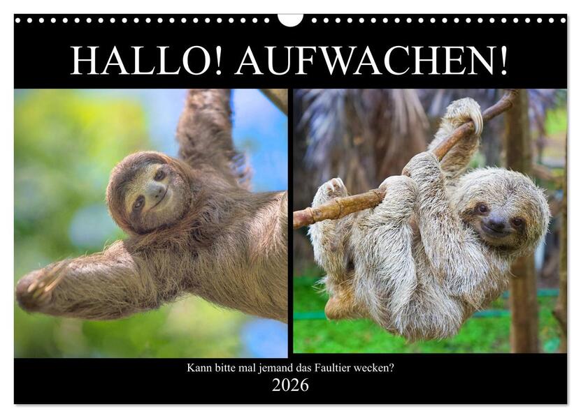 Hallo! Aufwachen! Kann bitte mal jemand das Faultier wecken? (Wandkalender 2026 DIN A3 quer) CALVENDO Monatskalender