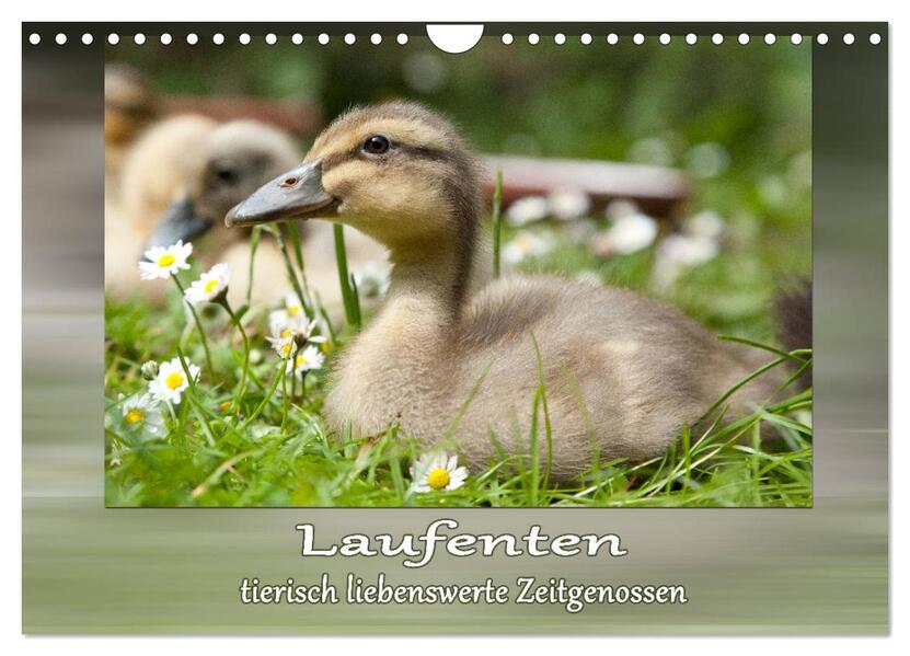 Laufenten - tierisch liebenswerte Zeitgenossen (Wandkalender 2026 DIN A4 quer) CALVENDO Monatskalender