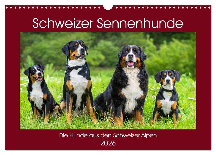 Schweizer Sennenhunde - die Hunde aus den Schweizer Alpen (Wandkalender 2026 DIN A3 quer) CALVENDO Monatskalender