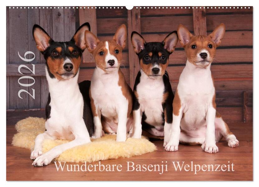 Wunderbare Basenji Welpenzeit (Wandkalender 2026 DIN A2 quer) CALVENDO Monatskalender