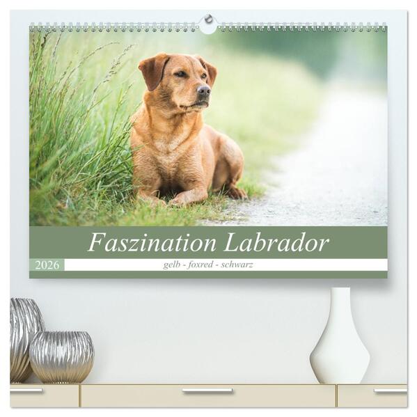 Faszination Labrador - gelb foxred schwarz (hochwertiger Premium Wandkalender 2026 DIN A2 quer) Kunstdruck in Hochglanz