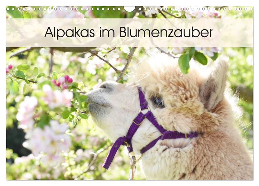 Alpakas im Blumenzauber (Wandkalender 2026 DIN A3 quer) CALVENDO Monatskalender