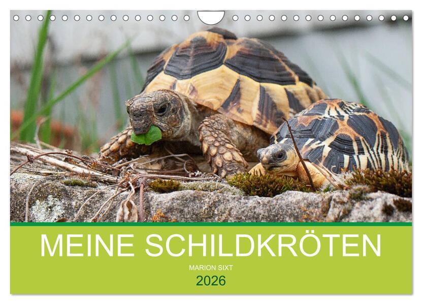 Meine Schildkröten (Wandkalender 2026 DIN A4 quer) CALVENDO Monatskalender