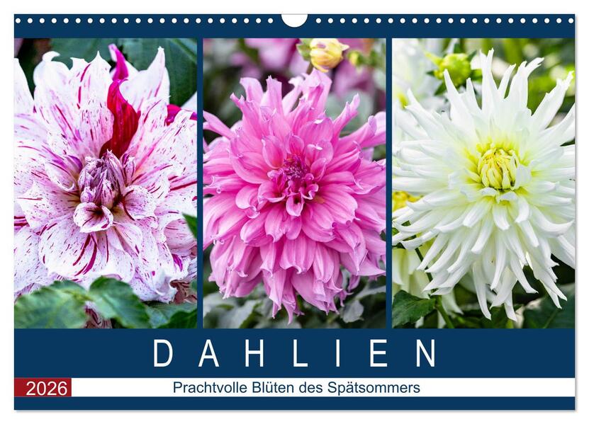 Dahlien - Prachtvolle Blüten des Spätsommers (Wandkalender 2026 DIN A3 quer) CALVENDO Monatskalender