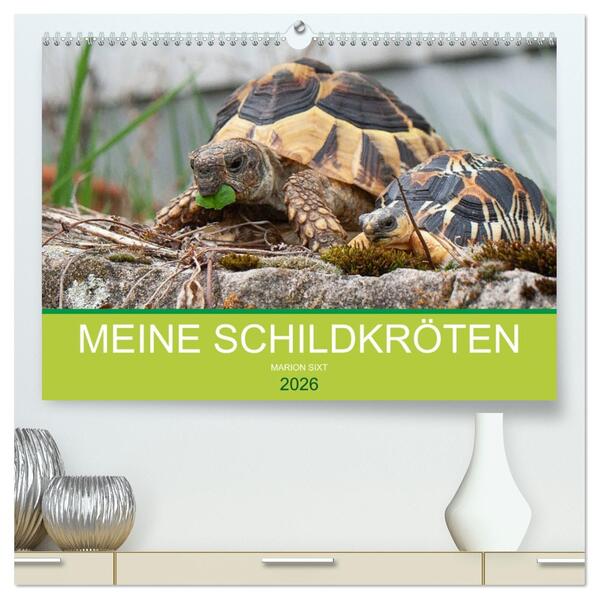 Meine Schildkröten (hochwertiger Premium Wandkalender 2026 DIN A2 quer) Kunstdruck in Hochglanz