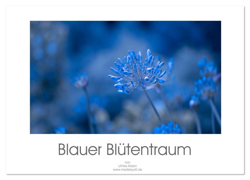 Blauer Blütentraum (Wandkalender 2026 DIN A3 quer) CALVENDO Monatskalender