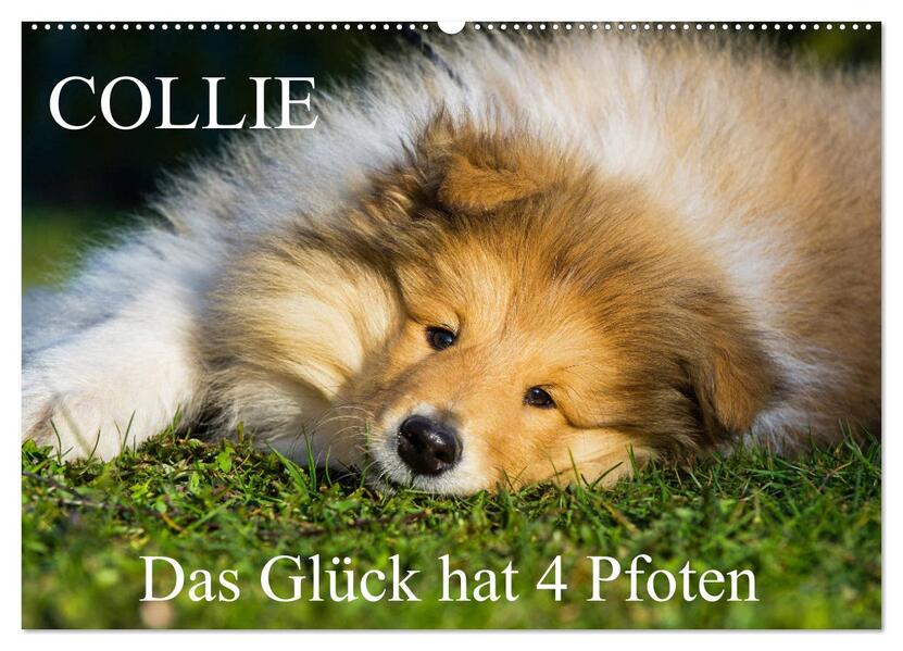Collie - Das Glück hat 4 Pfoten (Wandkalender 2026 DIN A2 quer) CALVENDO Monatskalender