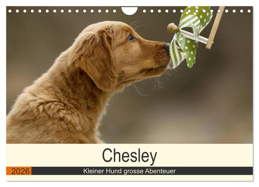 Chesley Kleiner Hund grosse Abenteuer (Wandkalender 2026 DIN A4 quer) CALVENDO Monatskalender