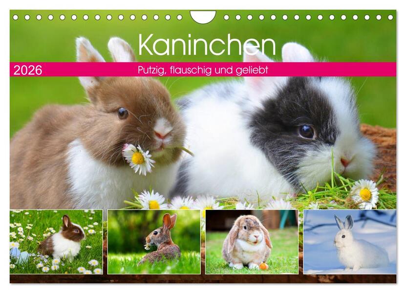 Kaninchen. Putzig flauschig und geliebt (Wandkalender 2026 DIN A4 quer) CALVENDO Monatskalender