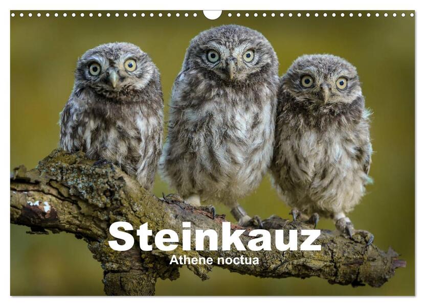 Steinkäuze (Athene noctua) (Wandkalender 2026 DIN A3 quer) CALVENDO Monatskalender