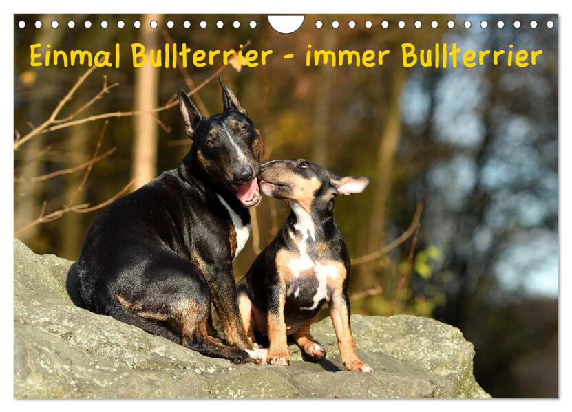 Einmal Bullterrier - immer Bullterrier (Wandkalender 2026 DIN A4 quer) CALVENDO Monatskalender