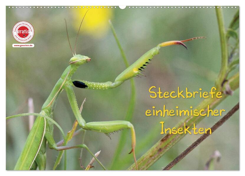 GEOclick Lernkalender: Insekten (Wandkalender 2026 DIN A2 quer) CALVENDO Monatskalender