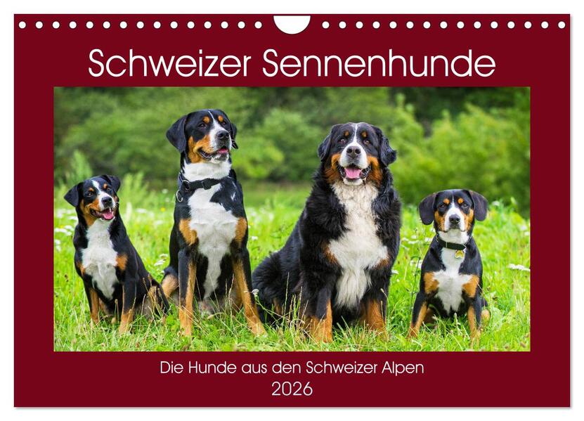 Schweizer Sennenhunde - die Hunde aus den Schweizer Alpen (Wandkalender 2026 DIN A4 quer) CALVENDO Monatskalender