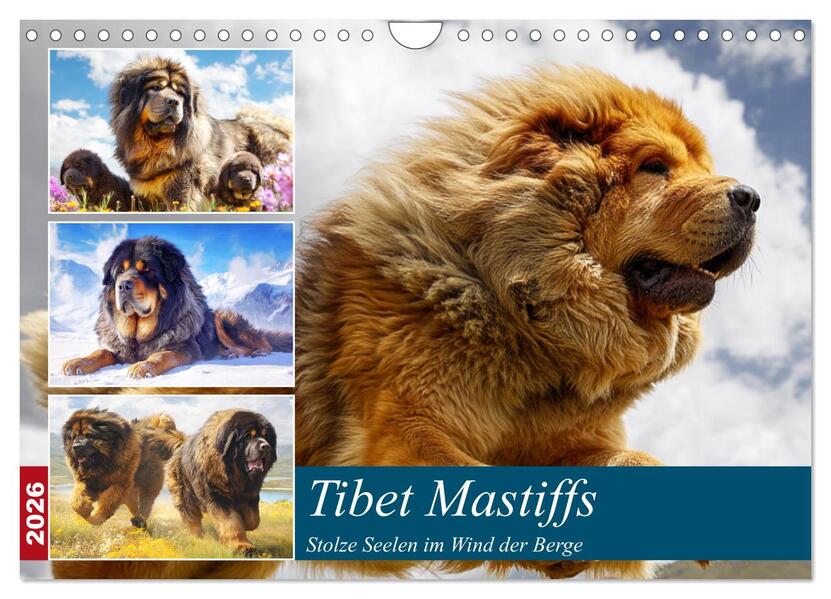 Tibet Mastiffs. Stolze Seelen im Wind der Berge (Wandkalender 2026 DIN A4 quer) CALVENDO Monatskalender