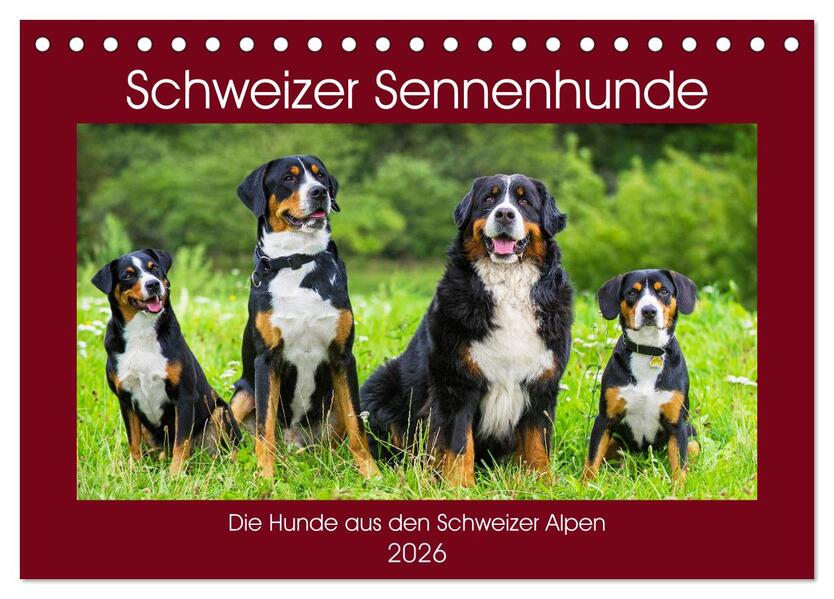 Schweizer Sennenhunde - die Hunde aus den Schweizer Alpen (Tischkalender 2026 DIN A5 quer) CALVENDO Monatskalender