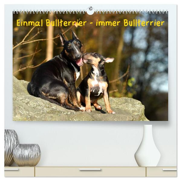 Einmal Bullterrier - immer Bullterrier (hochwertiger Premium Wandkalender 2026 DIN A2 quer) Kunstdruck in Hochglanz
