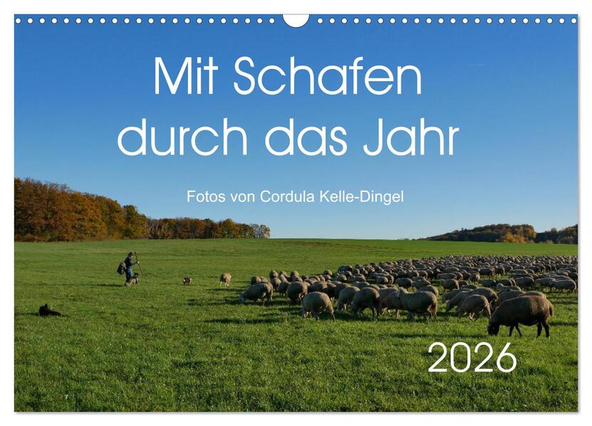 Mit Schafen durch das Jahr (Wandkalender 2026 DIN A3 quer) CALVENDO Monatskalender