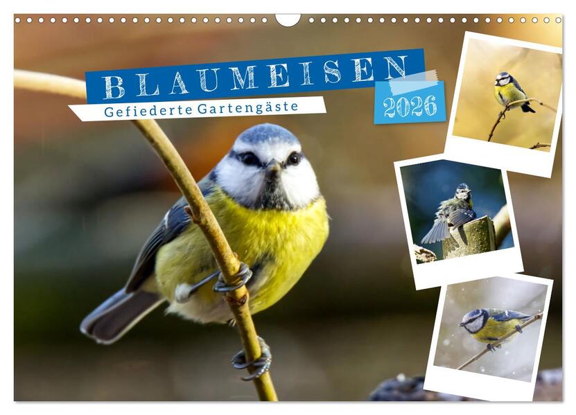 Gefiederte Gartengäste Blaumeisen (Wandkalender 2026 DIN A3 quer) CALVENDO Monatskalender