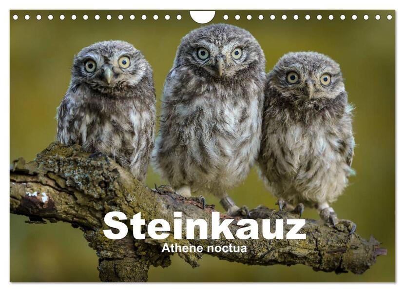 Steinkäuze (Athene noctua) (Wandkalender 2026 DIN A4 quer) CALVENDO Monatskalender