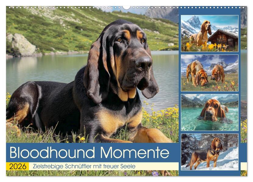 Bloodhound Momente. Zielstrebige Schnüffler mit treuer Seele (Wandkalender 2026 DIN A2 quer) CALVENDO Monatskalender