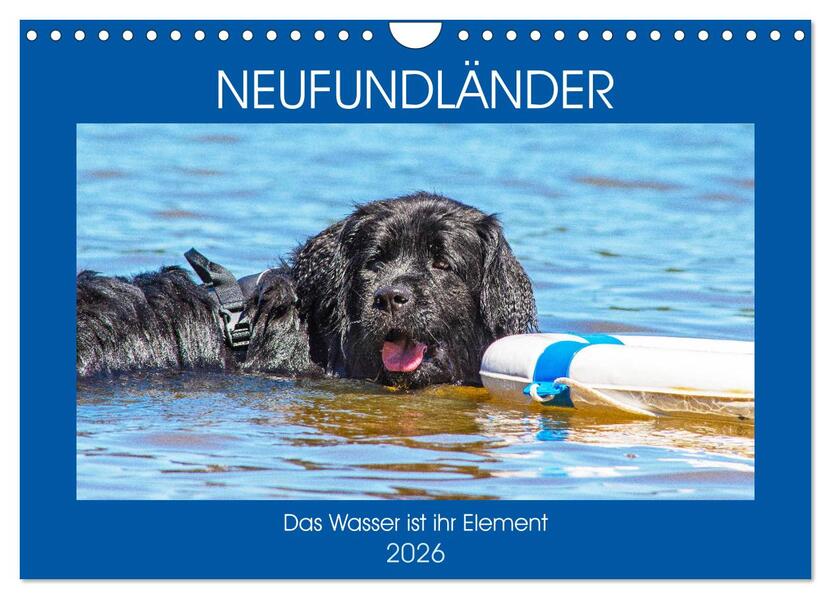 Neufundländer - Das Wasser ist ihr Element (Wandkalender 2026 DIN A4 quer) CALVENDO Monatskalender