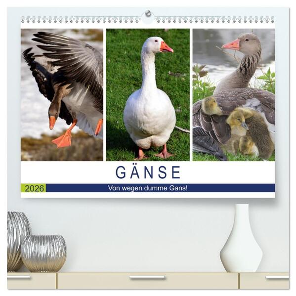 Gänse. Von wegen dumme Gans! (hochwertiger Premium Wandkalender 2026 DIN A2 quer) Kunstdruck in Hochglanz